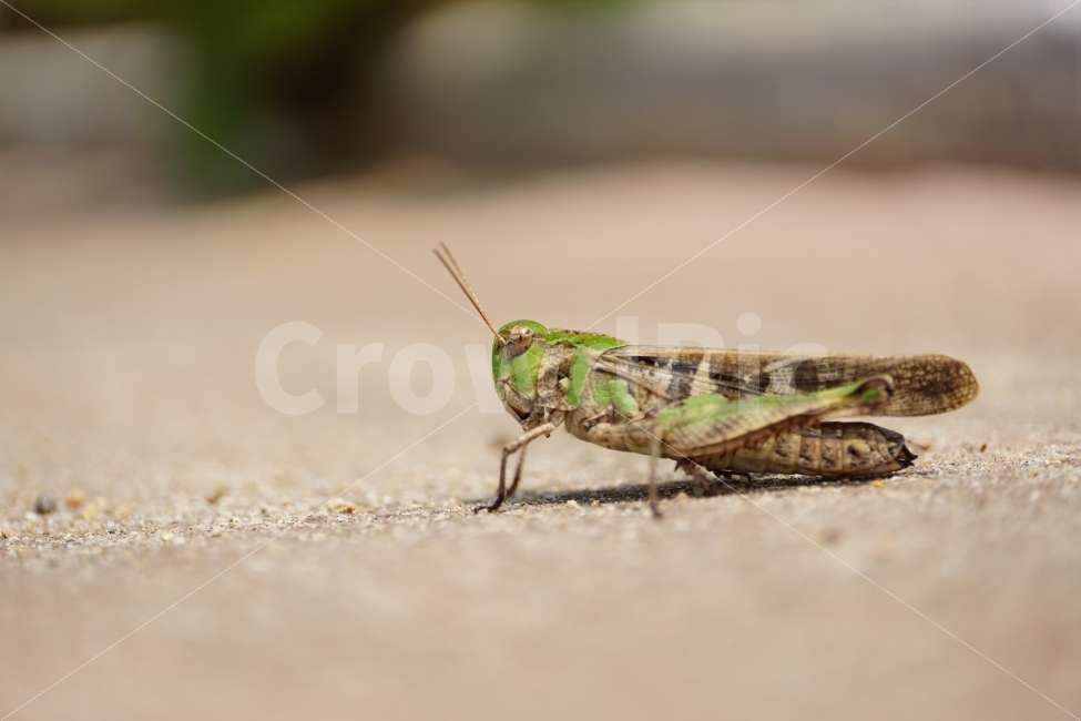 메뚜기,곤충,벌레,동물,자연,여름,8월,insect,nature,summer,animal,동물,animal,곤충,벌레,insect,bug
