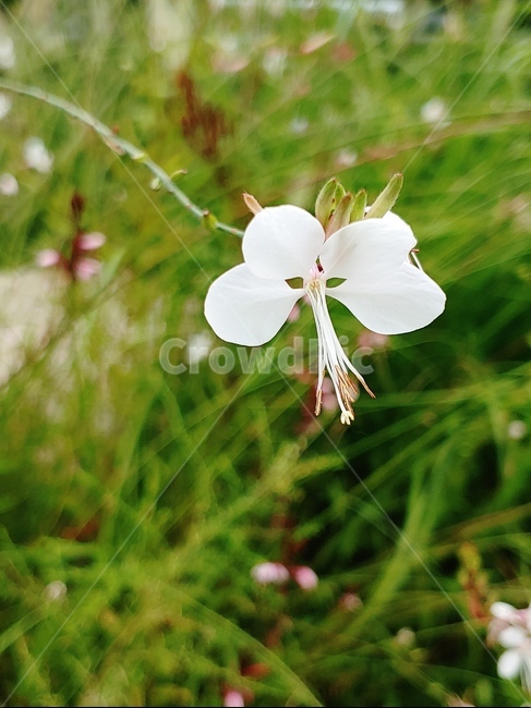 꽃,flower,식물,하얀꽃,예쁜꽃