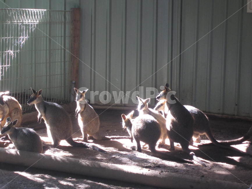 캥거루,kangaroo,동물,animal,동물원,동물,animal,포유류,mammal