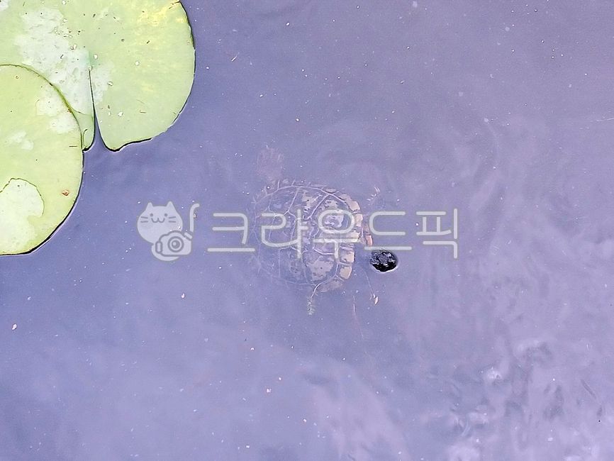 거북이,turtle,수생동물,민물거북,파충류,동물,animal,호수,연못,자연,옥외,nature,outdoor,pondlake,reptile