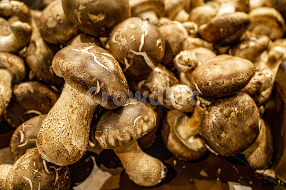 brown,closeup,delicious,eat,food,fresh,gourmet,healthy,ingredient,macro,mushroom,nutrition,organic,pile,vegetables,버섯,채소,건강식,채식,버섯,mushroom
