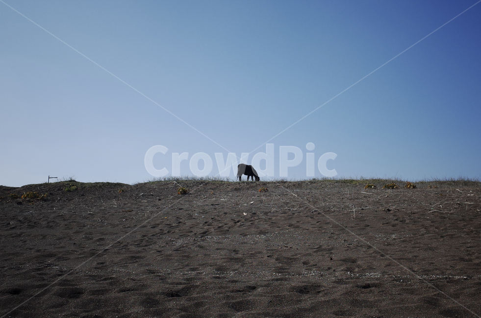 ground,바닥,dirtroad,흙길,hill,언덕,말,horse