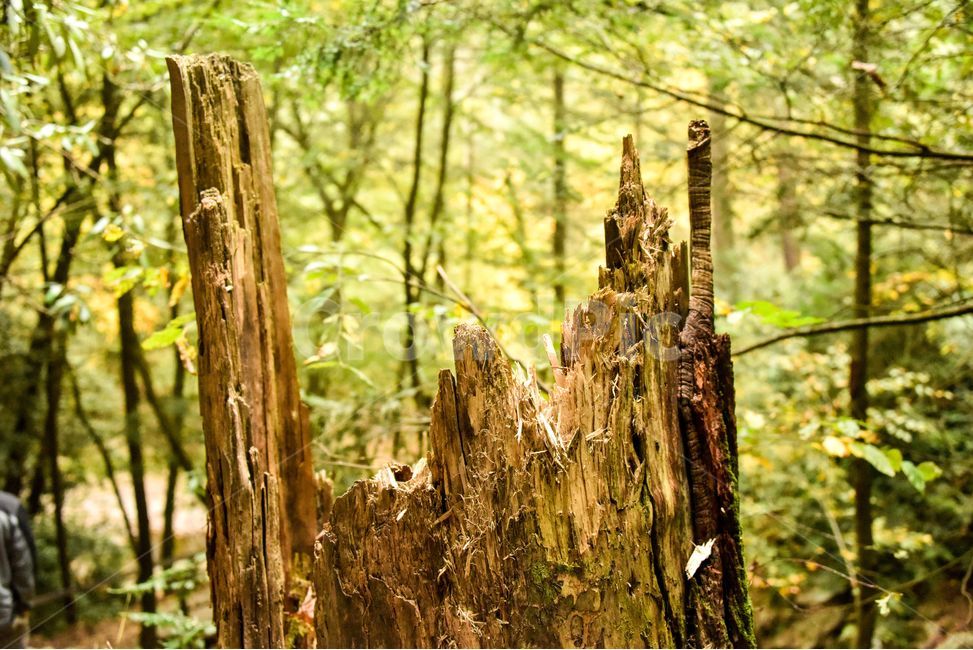 나무밑둥,자연,밑둥,부서진나무밑둥,뼈족한밑둥,나무,trees,wood