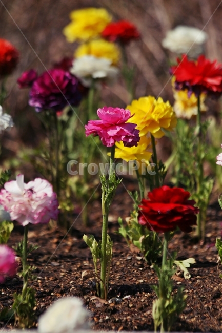 flower,blossom,plant,식물,꽃