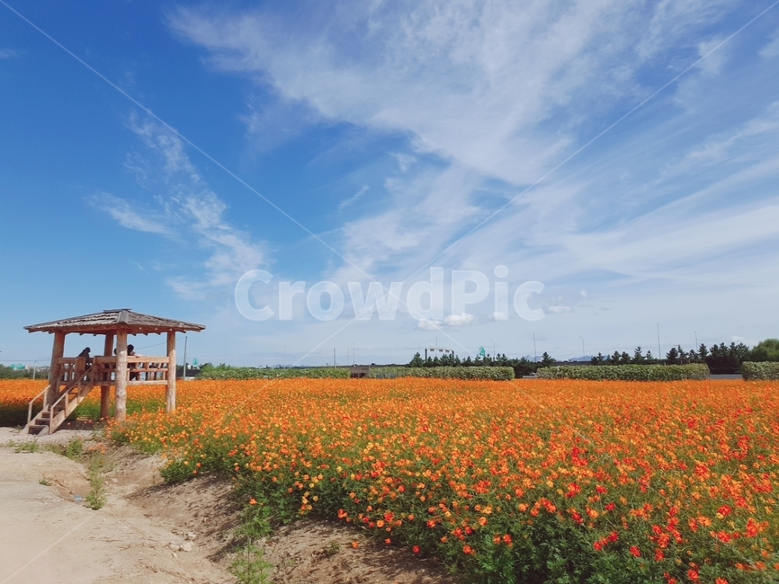 정자,하늘,맑은,꽃밭,수평선,구름,자연,풍경,nature,landscape