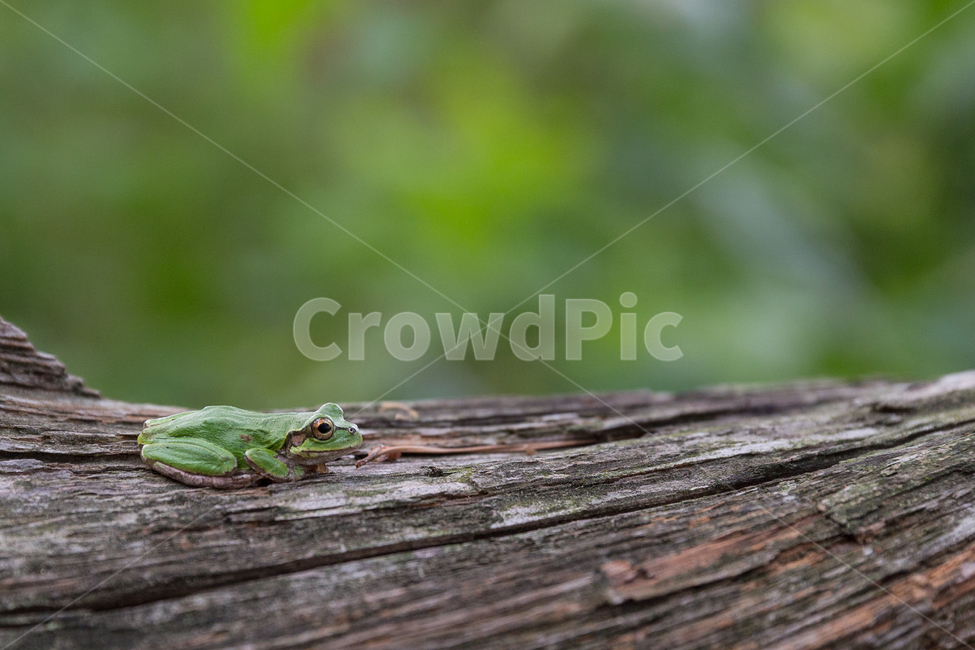 개구리,양서류,청개구리,frog,treefrog,자연,나무,나무,trees,wood,동물,animal,파충류,양서류,reptile,amphibian