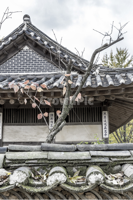 고택,담장,단풍,문양,무늬,낙엽,한국전통,한국문화,korean traditional,korean culture,건축물,건물외관,exterior,building,structure,architecture,construction