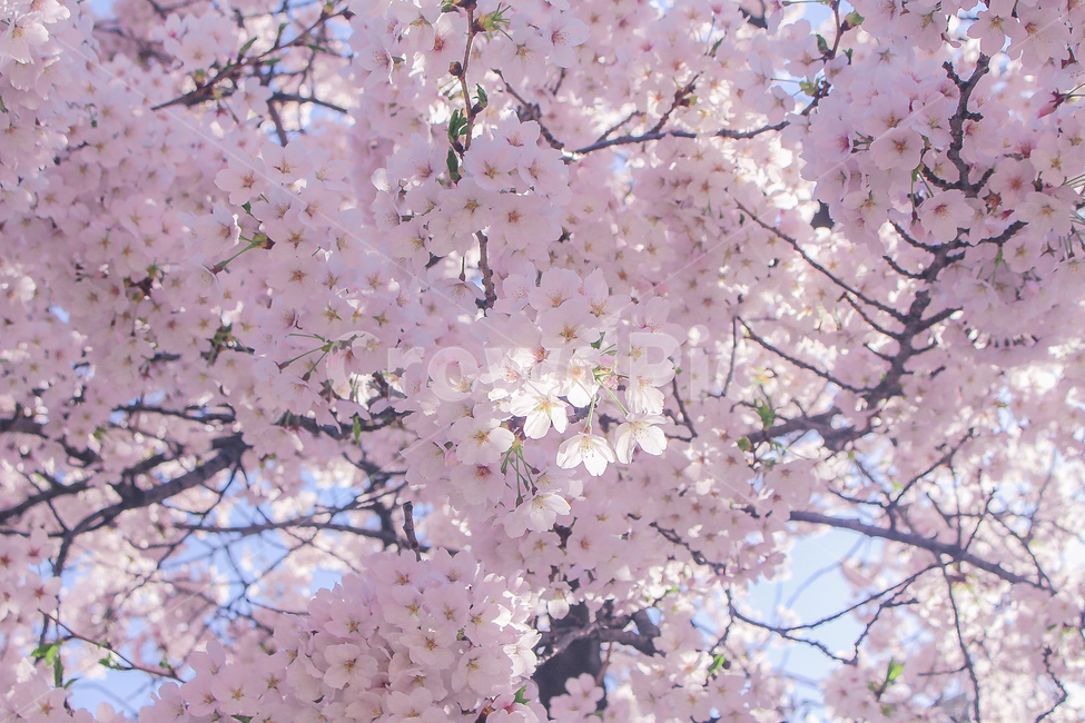 벚꽃,봄,벚꽃축제,꽃,cherryblossom,cherryblossoms,꽃축제,꽃나무,왕벚꽃,자연