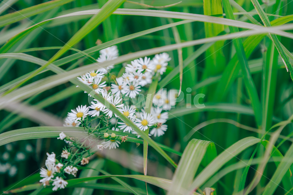 가을,식물,자연,초록,흰꽃,쑥부쟁이,식물,자연,plants,nature,꽃,flower