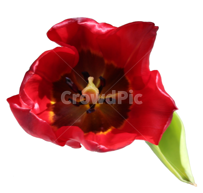 plant,식물,blossom,flower,꽃,튤립