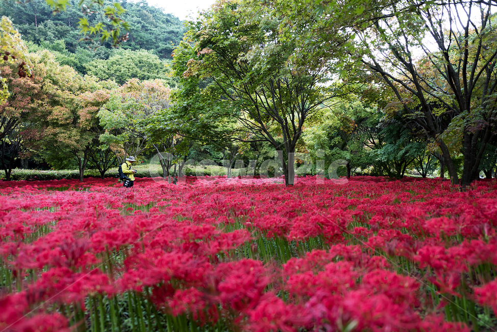불갑사,꽃무릇,상사화,꽃밭,여름,나무,자연,풍경,nature,landscape,plant,식물,blossom,꽃,geranium,제라늄,flower