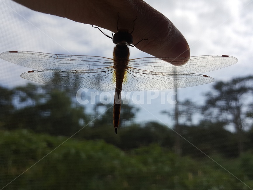 잠자리,고추잠자리,fly,날개,손가락