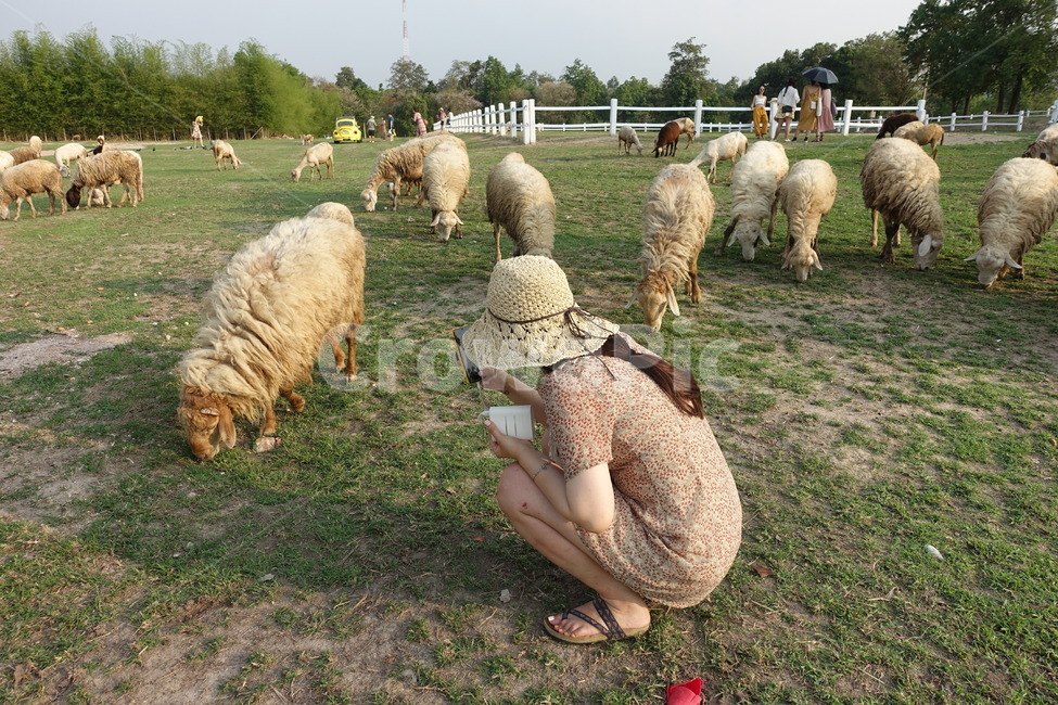양떼,양떼목장,양치기,shepherding,shepherd,greenery,들판,greenfield,green,초록색,초록,그리너리,field,들,outdoors,옥외,grassland,nature,자연,pasture,목장,meadow,목초지,grazing,방목,farm,countryside,농촌,ranch,농장,animal,동물,양,sheep,포유류,mammal,eatingsheeps,eating,eat,인간,쭈그려앉은사람,앉은사람,앉은모습,쭈그린모습,사람,human,person,사진찍는모습,사진찍는사람,동물,animal,포유류,mammal,목축업,목장,livestock farming,ranching,pasture