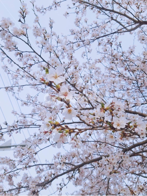 식물,꽃,벚꽃,벚꽃나무,봄,푸른,계절,flower,blossom,plant