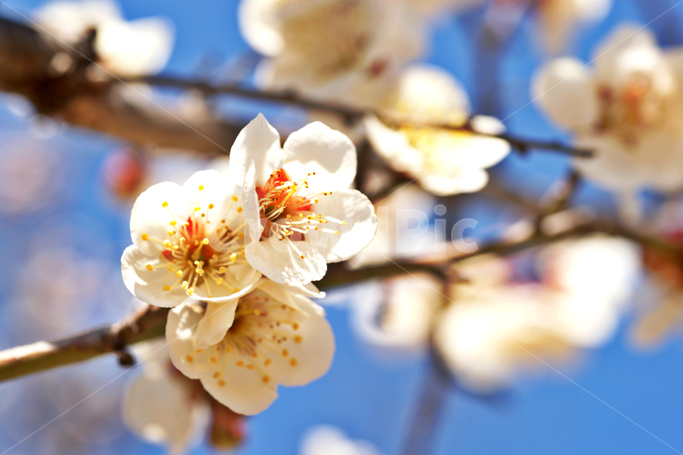 매화,꽃,매실나무,봄,계절,식물,사군자,장미과,봄,계절,spring,season,식물,자연,plants,nature,꽃,flower,plant,blossom,cherry blossom,벚꽃