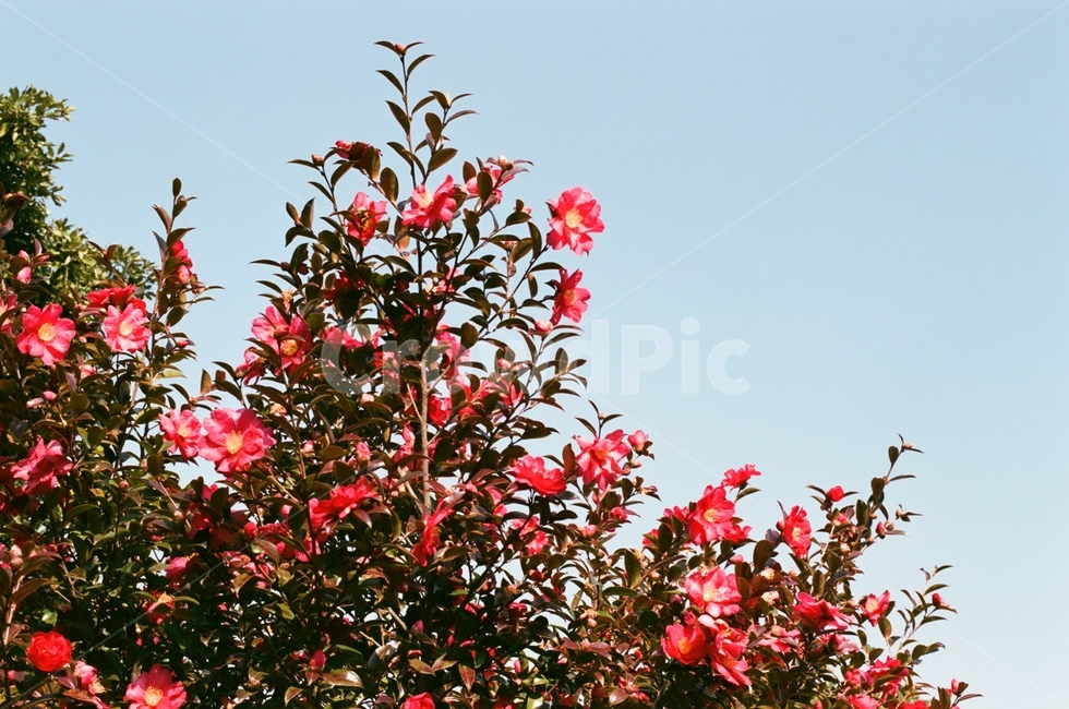 카멜리아힐,동백꽃,plant,식물,leaf,잎,자연,식물,자연,plants,nature,꽃,flower