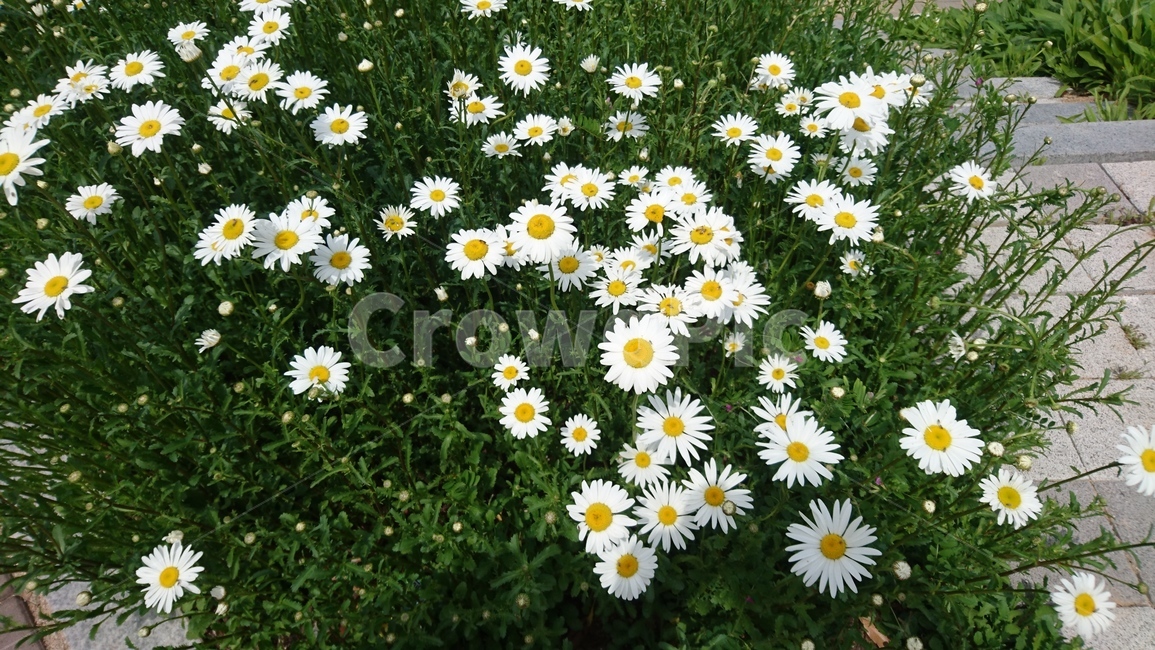 샤스타데이지,흰꽃,하얀꽃,whiteflower,flower,다년초,쌍떡잎식물,초롱꽃목,여러해살이풀,샤스타국화,들국화,섬국화,개량종,꽃꽂이,꽃,야생화,자연,플라워,감성,자연화,식물,꽃잎,노란색,하얀색,초록색,생화