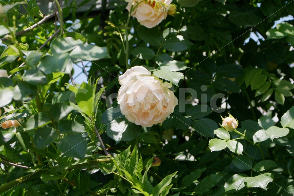 장미,흰장미,색감,감성,감성사진,풍경,flower,rose,flowers,spring,white,color,식물,자연,plants,nature,꽃,flower