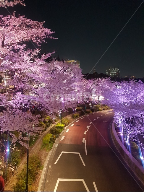 벚꽃,야경,봄,풍경,자연,봄,계절,spring,season,야경,밤,풍경,nightscape,night,landscape,plant,식물