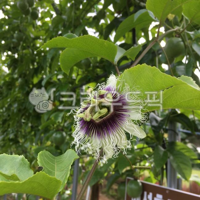 spring,spring flowers,Passion Fruit,passion fruit,plant,passion flower
