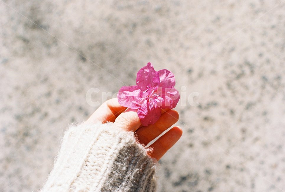 봄,꽃,진달래,봄꽃,손,꽃,flower,사람,인물,인간,human,person,신체일부,몸,body,감성,sensible,feeling
