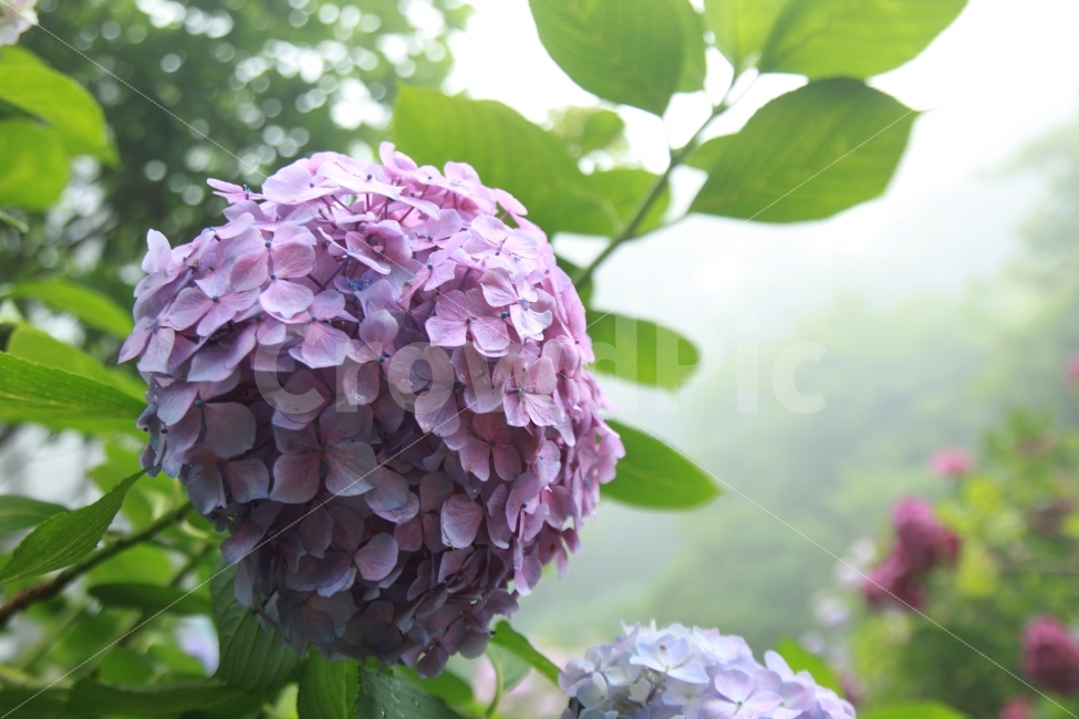 자연,꽃,수국,부산,태종대,태종사,축제,해무,식물,자연,plants,nature,꽃,flower