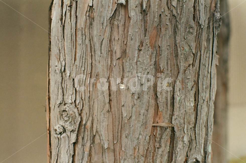 나무,나무껍데기,자연,tree,식물,plant,나무껍질,식물,자연,plants,nature,나무,trees,wood
