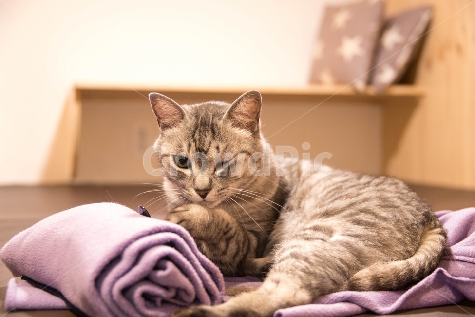 striped cat,cat,wink,blanket,mackerel pattern