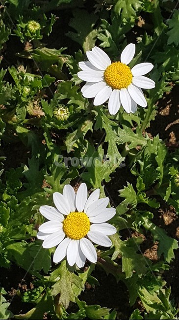 식물,데이지,flower,daisies,blossom,꽃,plant