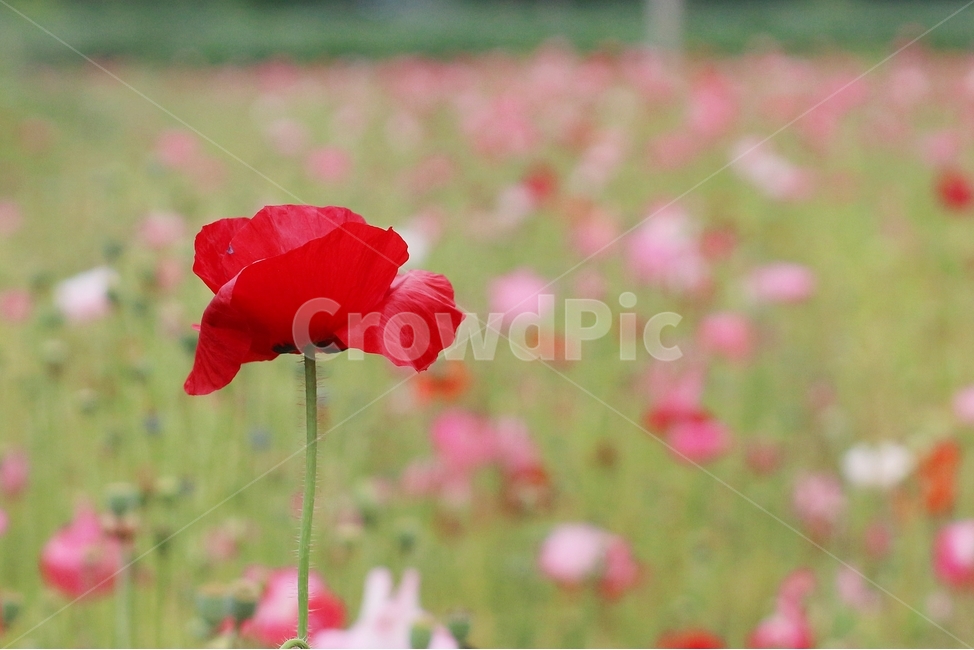 양귀비,환벽당,꽃,빨간꽃,봄꽃밭,식물,자연,plants,nature,꽃,flower
