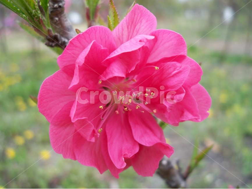 꽃,나무,도화,자연,식물,식물,자연,plants,nature,꽃,flower