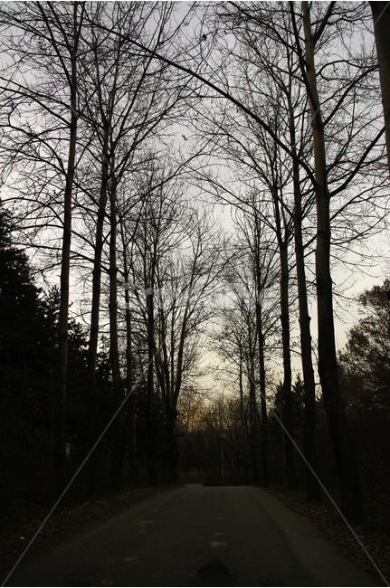나무,하늘,길,그림자,겨울,풍경,자연,풍경,nature,landscape,tree,plant,식물
