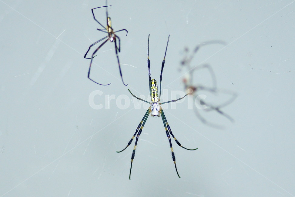 곤충,거미,절지동물,무척추동물,동물,자연,동물,animal,곤충,벌레,insect,bug