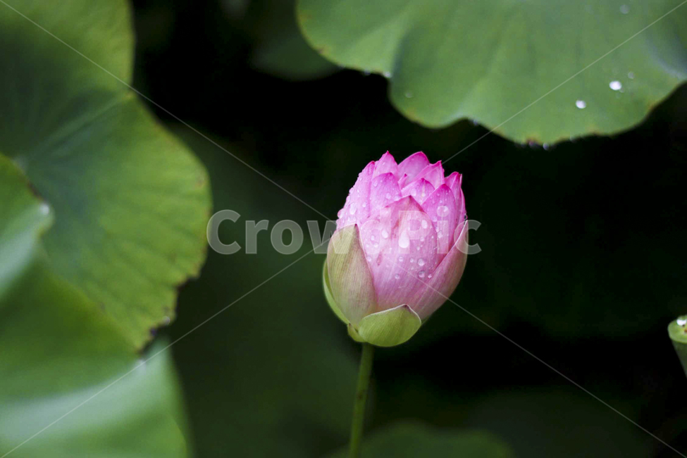 연꽃,연잎,꽃,활짝,flower,불교,분홍색,nature,plants,수련,여름,자연물,자연,color,pink,landscape,순정,배경화면,연뿌리,개화,연꽃축제,초록,꽃봉우리,꽃몽우리,꽃봉오리,waterdrop,물방울,비