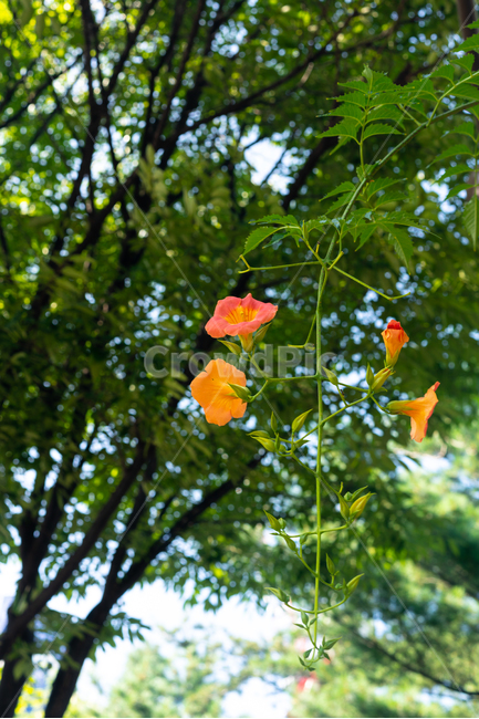 능소화,여름,꽃망울,덩굴,공원,식물,꽃,줄기,주황,중앙공원,부천,flower,chinesetrumpetcreeper,식물,자연,plants,nature,꽃,flower