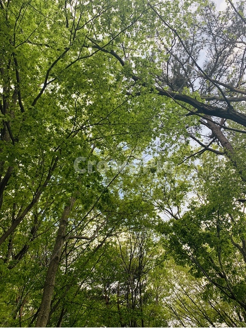 나무,자연,바람,숲,쉬원한