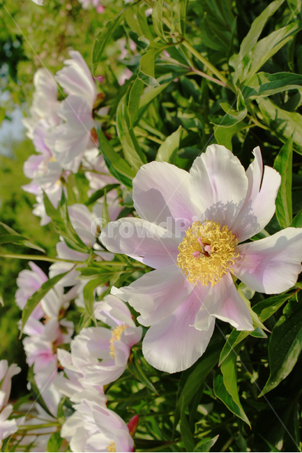 꽃,flower,자연,풍경,풀,식물,자연,plants,nature,꽃,flower