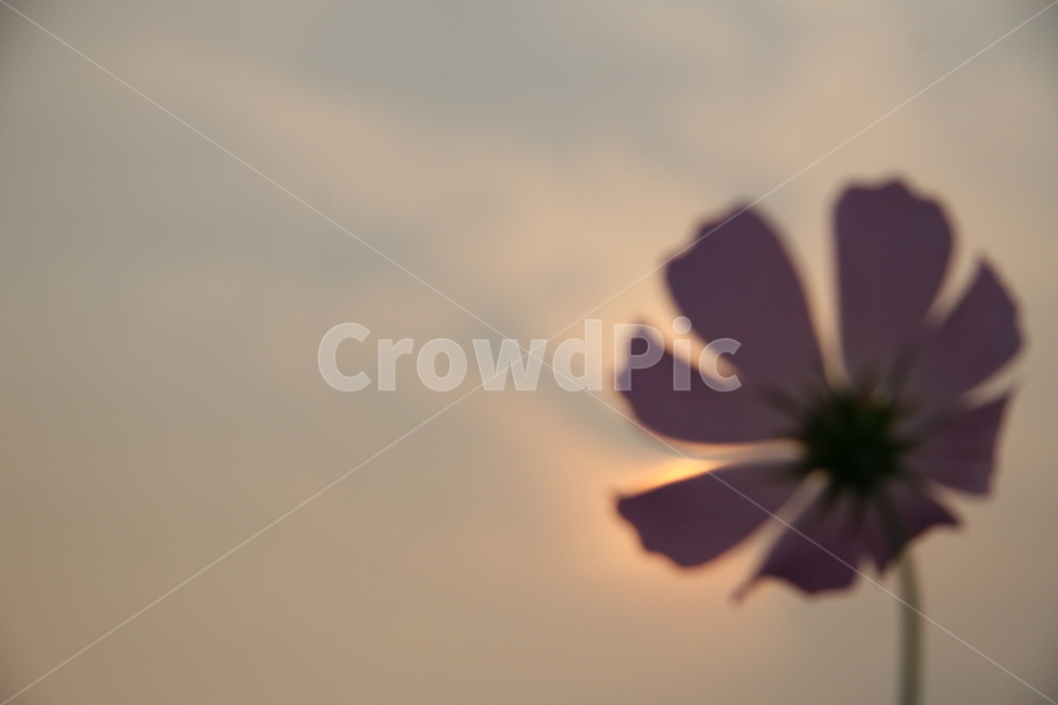 하늘,역광,코스모스,꽃,flower,blossom,daisy,plant,식물,가을,가을,계절,fall,autumn,season,식물,자연,plants,nature,꽃,flower