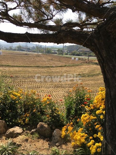 tree,나무,plant,식물,treetrunk,나무줄기