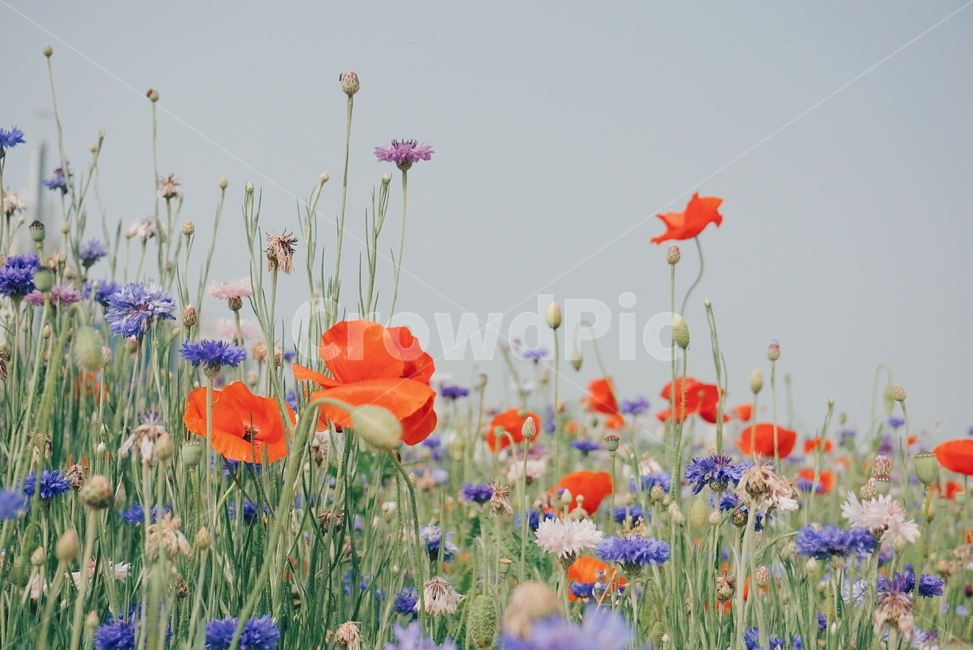 봄꽃,양귀비,울산,울산태화강,봄꽃축제,꽃,수레국화,자연,식물,자연,plants,nature,꽃,flower