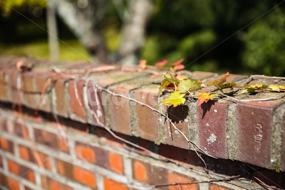 담벼락,단풍,가을,쓸쓸함,추위,가을,계절,fall,autumn,season,brick,벽돌,leaf,잎,plant,식물