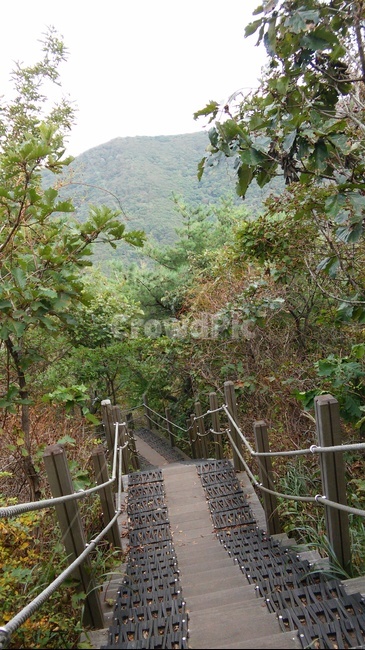 등산로,능동산,울산,가을,자연,숲