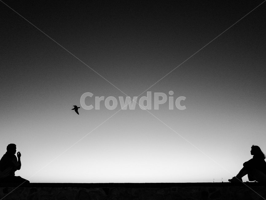 실루엣,흑백,해변,갈매기,호주,글레넬비치,비치,GlenelgBeach,sunset,동물,animal,조류,새,birds,사람,인물,인간,human,person,인물실루엣,사람실루엣,character silhouette,human silhouette,흑백,모노톤,monochrome,black and white,bird,flying,나는