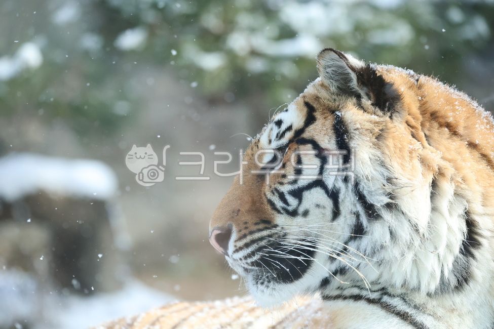 호랑이,한국호랑이,tiger,동물,animal
