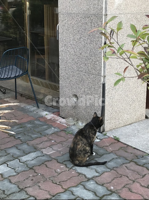 고양이,길고양이,휴식,뒷모습,길,야생고양이,나무,의자,벽돌,동물,animal,포유류,mammal,고양이,cat,kitten,kitty