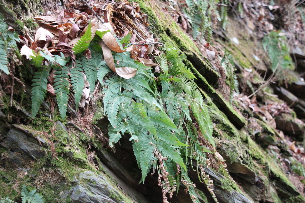 나무,물줄기,자연,낙엽,나무줄기,바위틈,편안함,시원함,식물,자연,plants,nature