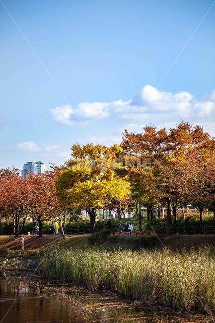 tree,나무,plant,식물,treetrunk,나무줄기,가을,가을,계절,fall,autumn,season,자연,풍경,nature,landscape