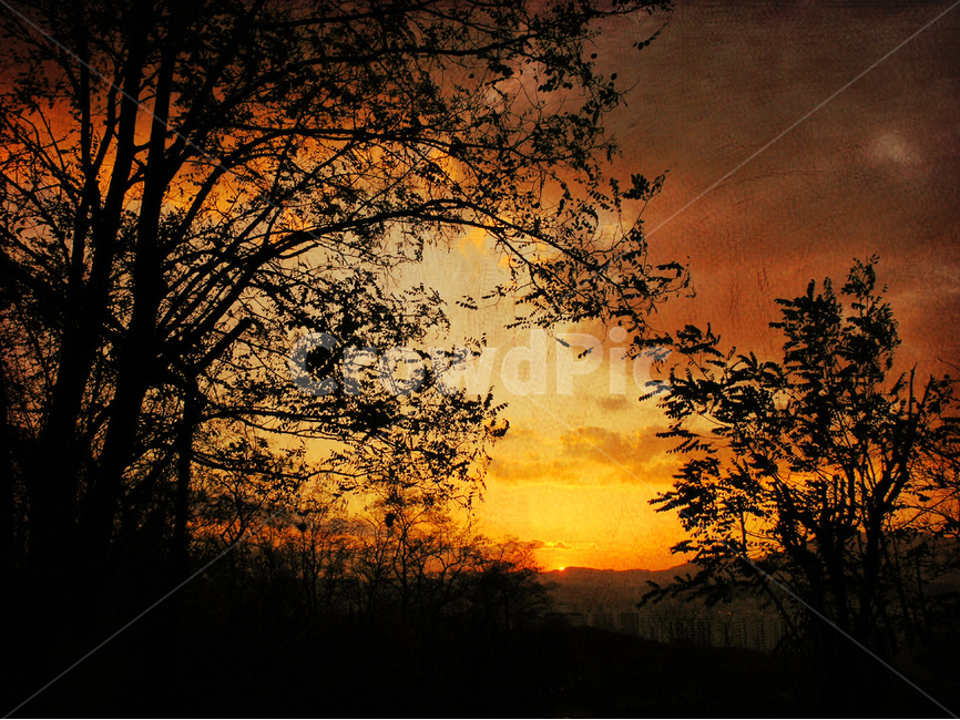 빈티지,감성,노을,석양,느낌,필,feeling,emotion,sensible,sunset,해질무렵,저녁무렵,일몰,태양,햇빛,겨울나무,나무가지,클래식,classic,vintage,old,구름,드라마틱,바탕,배경화면,분위기,백그라운드,background,하늘,고전주의,자연,풍경,nature,landscape,식물,plants,나무,trees,wood,실루엣,그림자,silhouette,shadow,outdoors,옥외,sky,dawn,새벽,red sky,붉은 하늘,dusk,황혼
