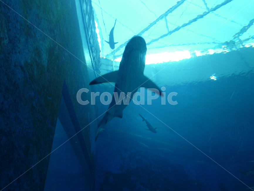 상어,shark,바다생물,해양생물,수족관,아쿠아리움,blue,aquarium,파랑,파란색,블루,공포