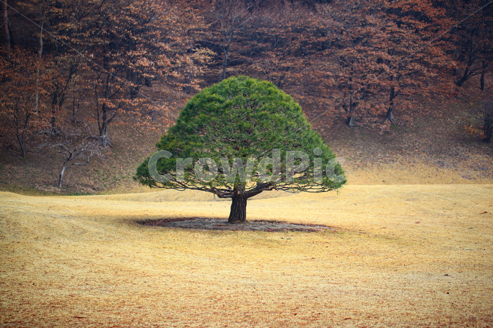 소나무,청남대,잔디,소나무한그루,tree,나무,plant,식물